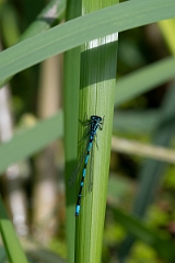 David Plant Photography - Wildlife Photography - Variable damselfly - K